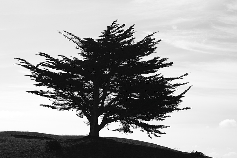 Papier peint Arbre Mystérieux